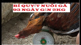 Bí quyết nuôi gà nòi 93 ngày gần 2kg