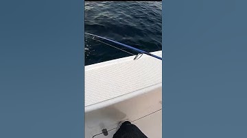 Jigging for Trevally | #fishingknot  | #jigging