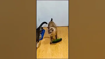 الخيار مع القطط 