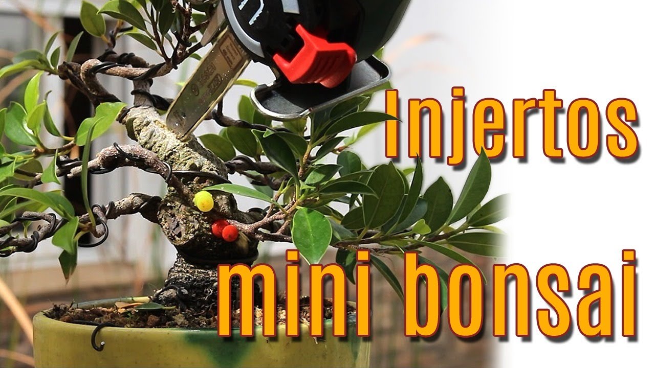 Mini injertos en mini bonsai