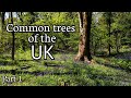 Common trees of the uk part 1 oak hazel ash silver birch horse chestnut  beech