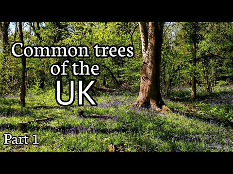 Video: Welke bomen komen oorspronkelijk uit Engeland?