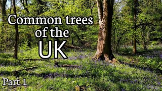 Common Trees Of The Uk Part 1 Oak Hazel Ash Silver Birch Horse Chestnut Beech