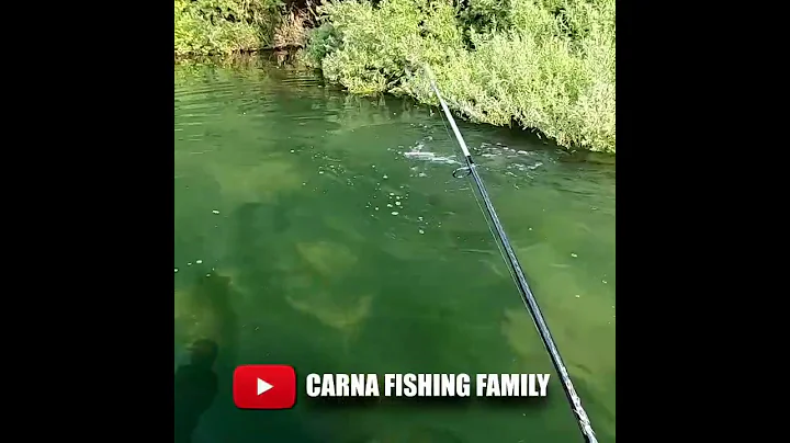 Monster Fishing 💥 #fishing #bigfish #silure #shorts