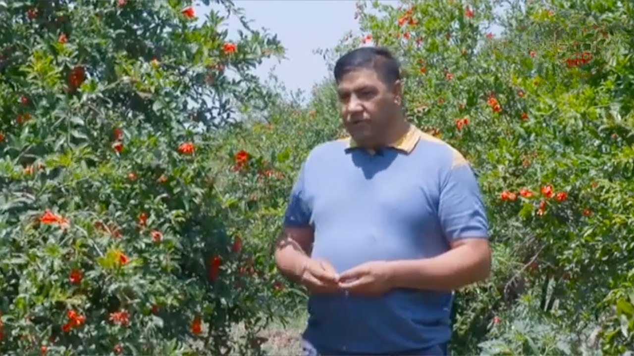 Тойлоқлик анорчи боғбон сирлари | Mening bog'im