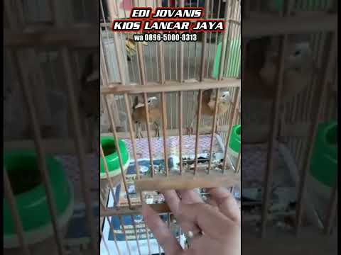 ANAKAN WAMBIE JUAL