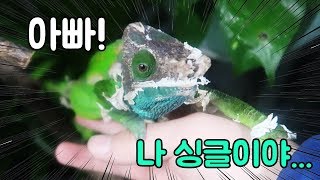 국내 최초 서울에 카멜레온 농장 생김ㄷㄷ