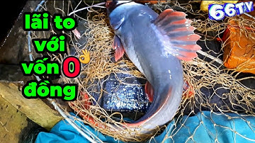 Dùng Mồi 0 Đồng Bắt Cá Lăng Cá Ngát #66TV #sănbắtđồngtháp #mekongriverfish