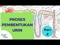 Proses pembentukan urin  lengkap part 2 filtrasi reabsobrsi dan augmentasi