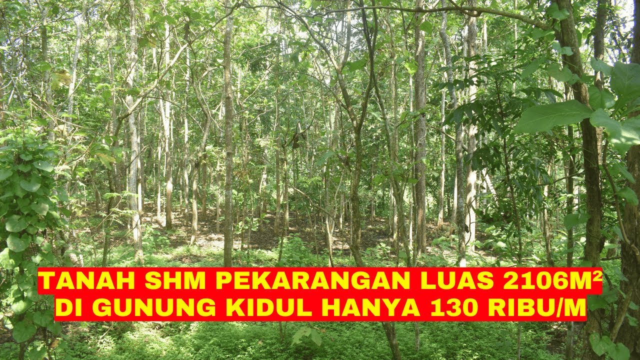 Jual Tanah SHM Pekarangan Di Gunung Kidul Mangku Jalan Luas 2106 m² Harga 130 ribu/m