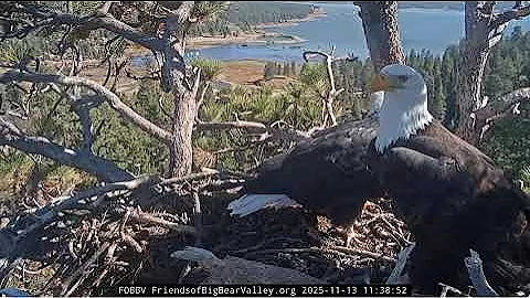 Jackie delivers more sticks for the home  | 11.13.25