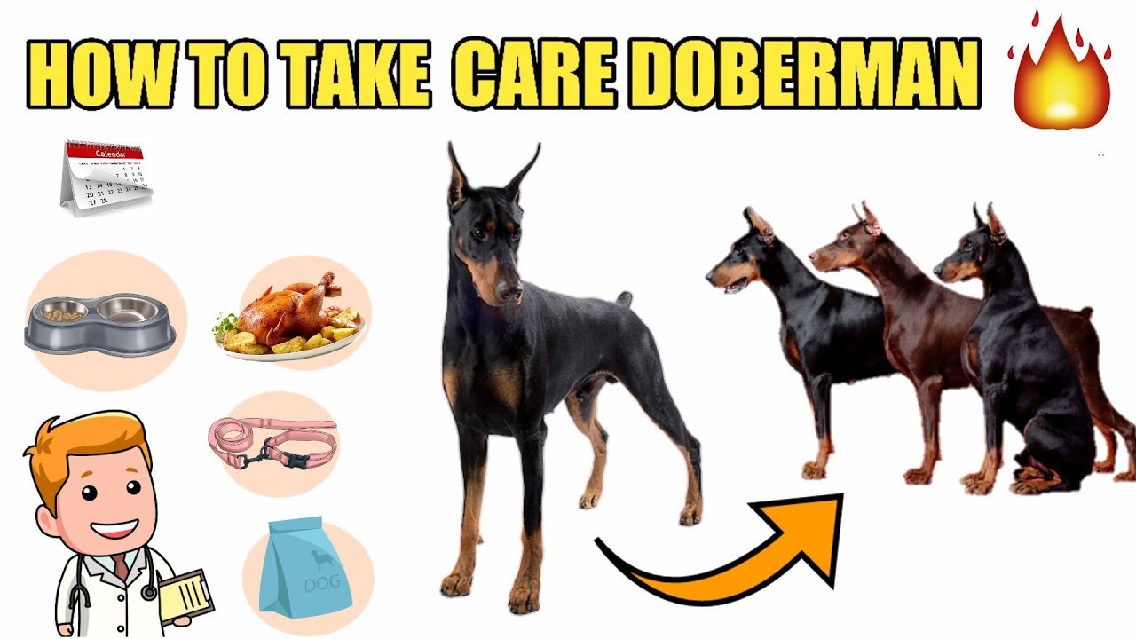 Doberman Dog Food Chart