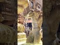 Florence – The Birthplace of the Renaissance 🇮🇹✨ #shorts