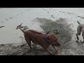 5 28 26 Simba Rhodesianridgeback 