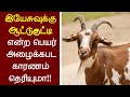 80   peter madhavantamil christian messagebible facts lamb of god