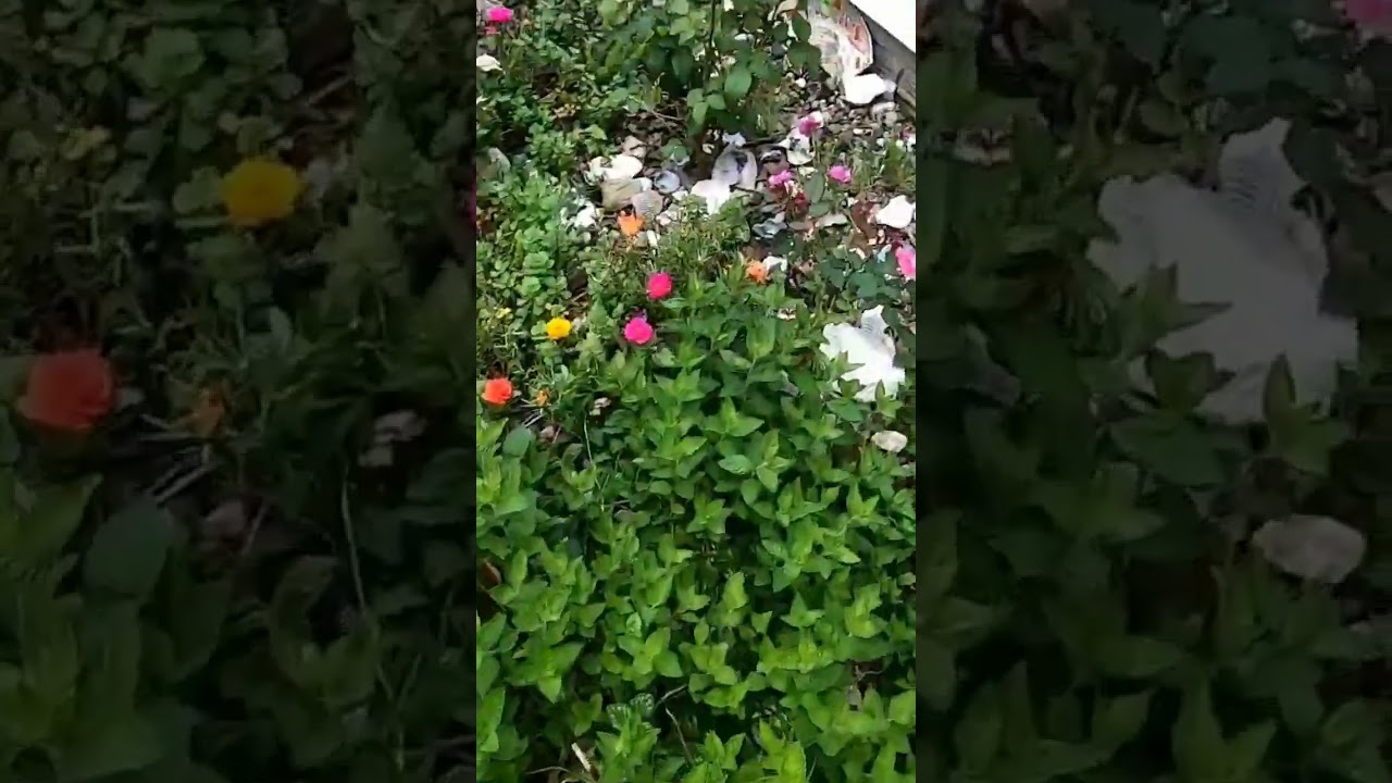 Why you should never plant trumpet vine in your yard