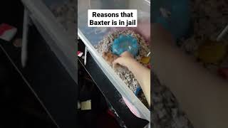 Baxter in jail