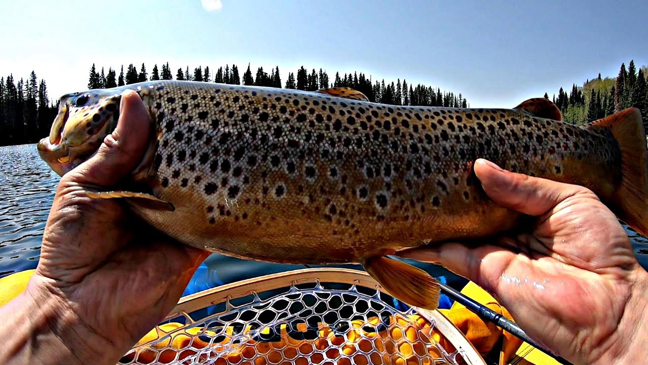 Catching BIG Brown Trout - Dispersed Camping Colorado 