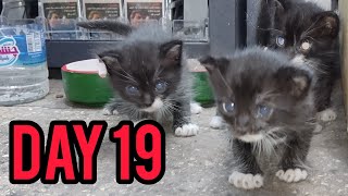 The 19th birthday of the kittens