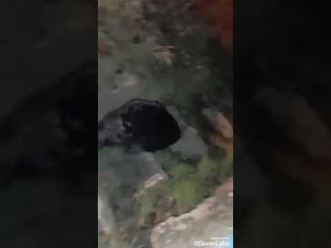 Теперь мы знаем, что говорит тот самый поляк, который встретил бобра. 🤣🤣🤣