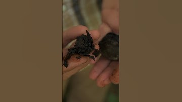 Black Walnut – Medicinal Benefits and Uses