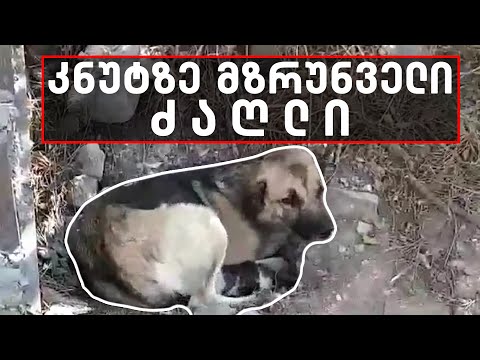 მიუსაფარი ძაღლი, რომელიც კნუტზე ზრუნავს