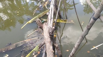 Về miền tây đi thử cầu khỉ nè