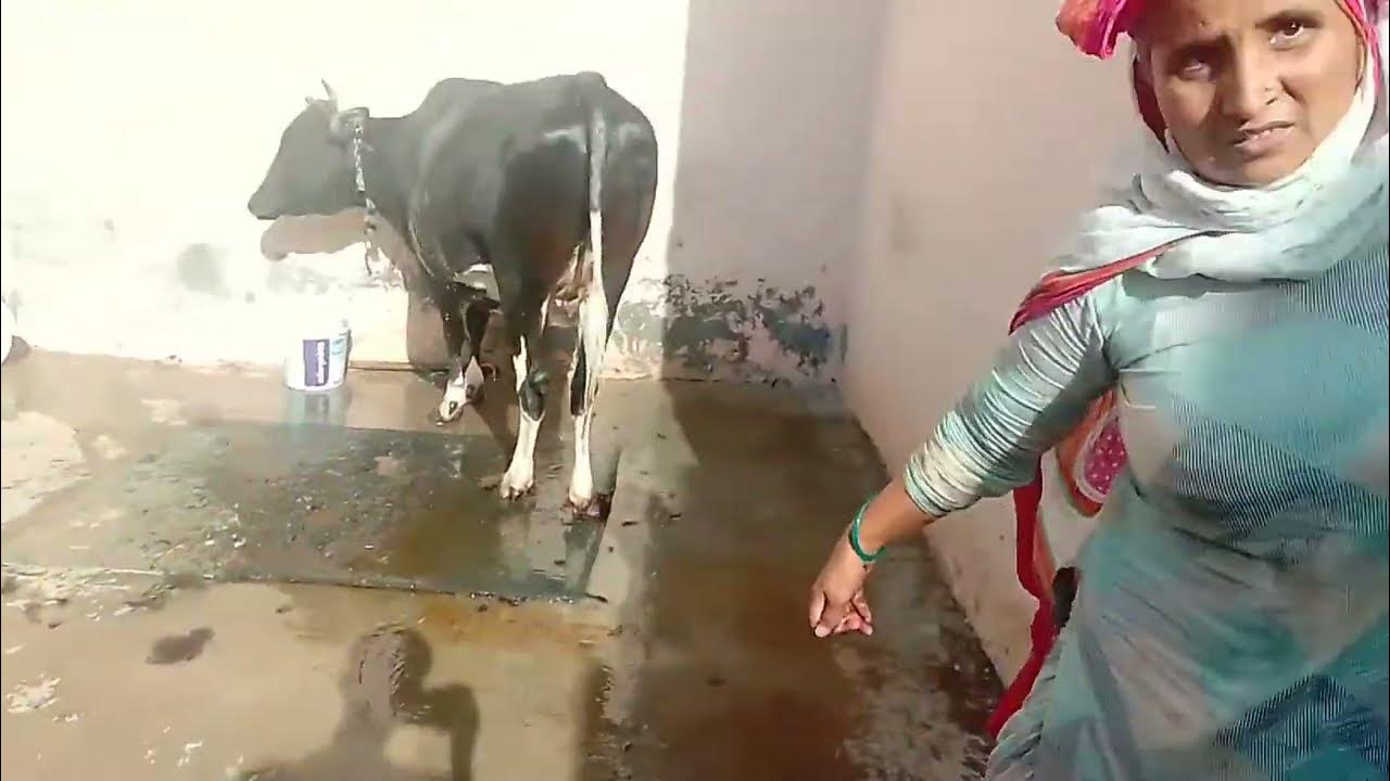 Aaj to cow kaise nahla rahe hai village villagelife villagevlog 