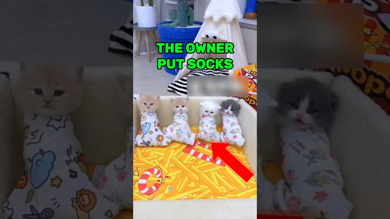 This Owner Finds Secret Cat Hideout😂 