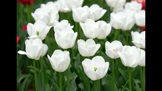 Dr. Kathryn Moseley Funeral Mass - 06/13/23