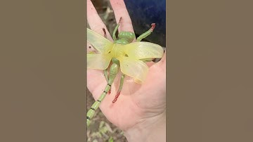 Con ốc nhỏ con ốc to con chuồn chuồn khổng lồ#shorts