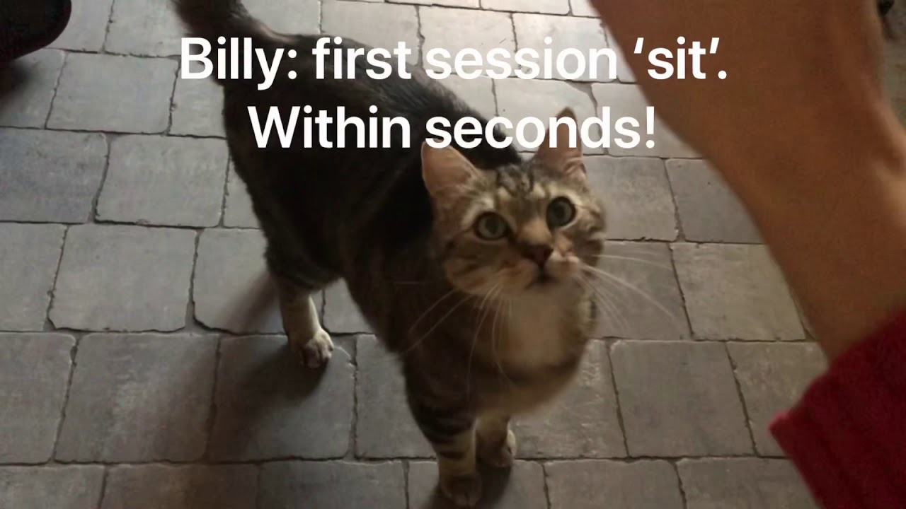 The Talking Cat and Dog also known as the Talking Furkids vlog 1