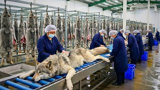 Inside the Giant Wolf Fur Factory – How Rare Wolf Fur Turns Into Luxury Coats (Full Process)