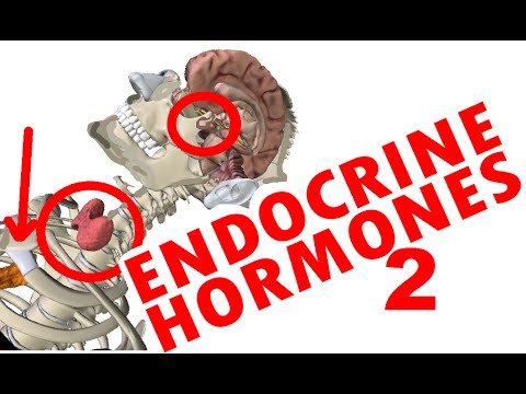 Video: Jaké hormony játra metabolizují?