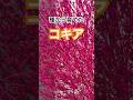 種から育てたコキア #ガーデニング #コキア #種 #種取り #ホウキ #shorts