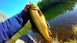 Shooting Fish in a Barrel! (Brook Trout stocked pond)