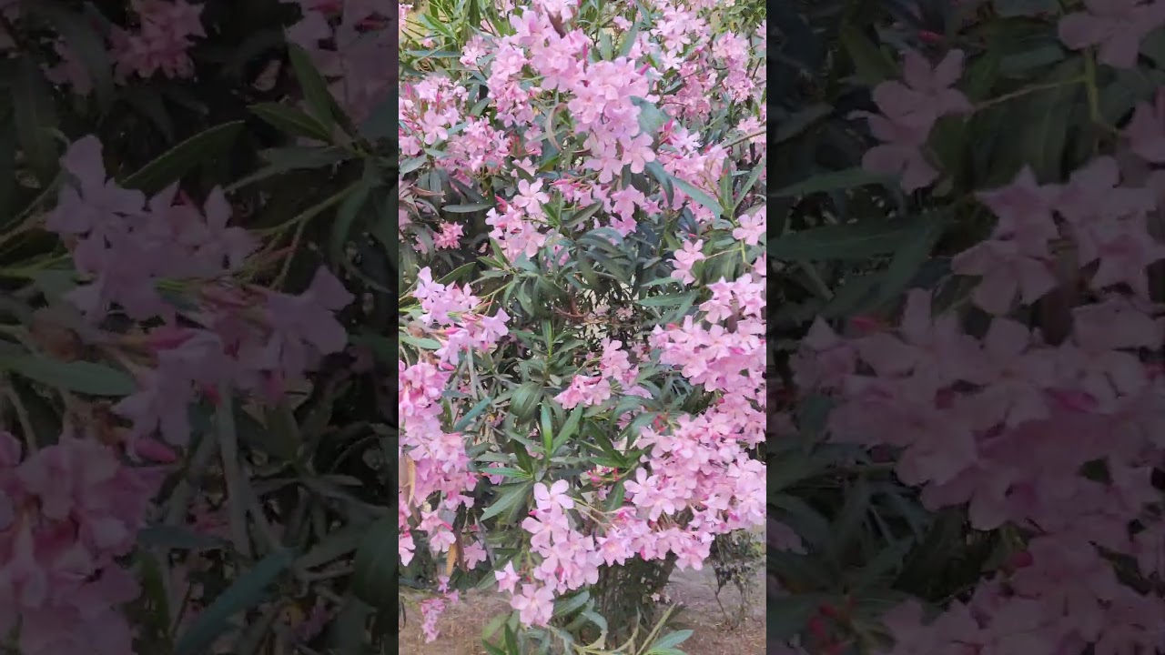 Nerium 🌸🩷 Олеандр 🌸🩷