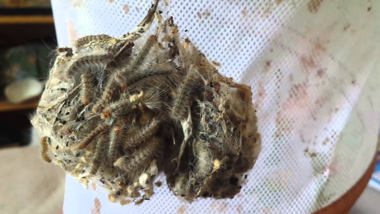 insects picture Fall Webworm Caterpillars Jackpot!