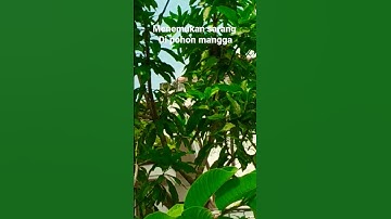 menemukan sarang burung di depan rumah #shorts #sarang #burung #carisarangburung #mbolang