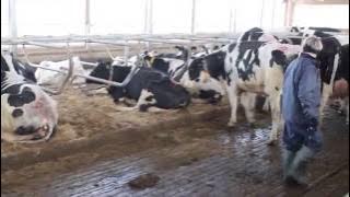 Dr. Pamela Ruegg mezi dojnicemi  pro hodnocení situace na farmě