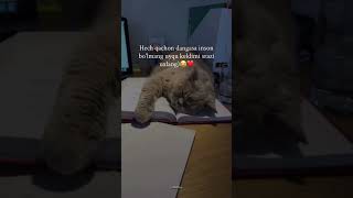 #cute #cat #sad #bolalartelefono'ynamang #avtobozor #shorts #motivation #mushukcha