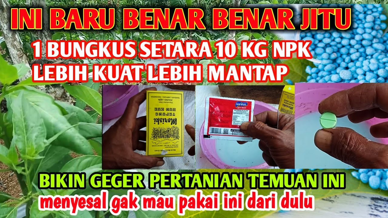 Tak terduga kocor pakai pupuk sasetan ini lebih cepat besar berbuah lebat anti penyakit