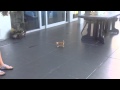 Poesjes2