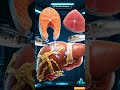 5 Foods That Love Your Liver #Shortsvideo #USA #Health
