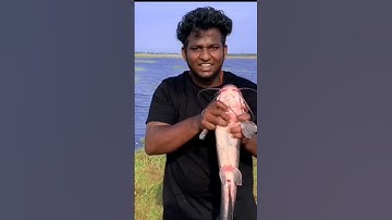 🐟Amazing Fish 🐠 Trap in Tamil🎣 | #experiment #shorts #funny #trending #viral #youtubeshorts