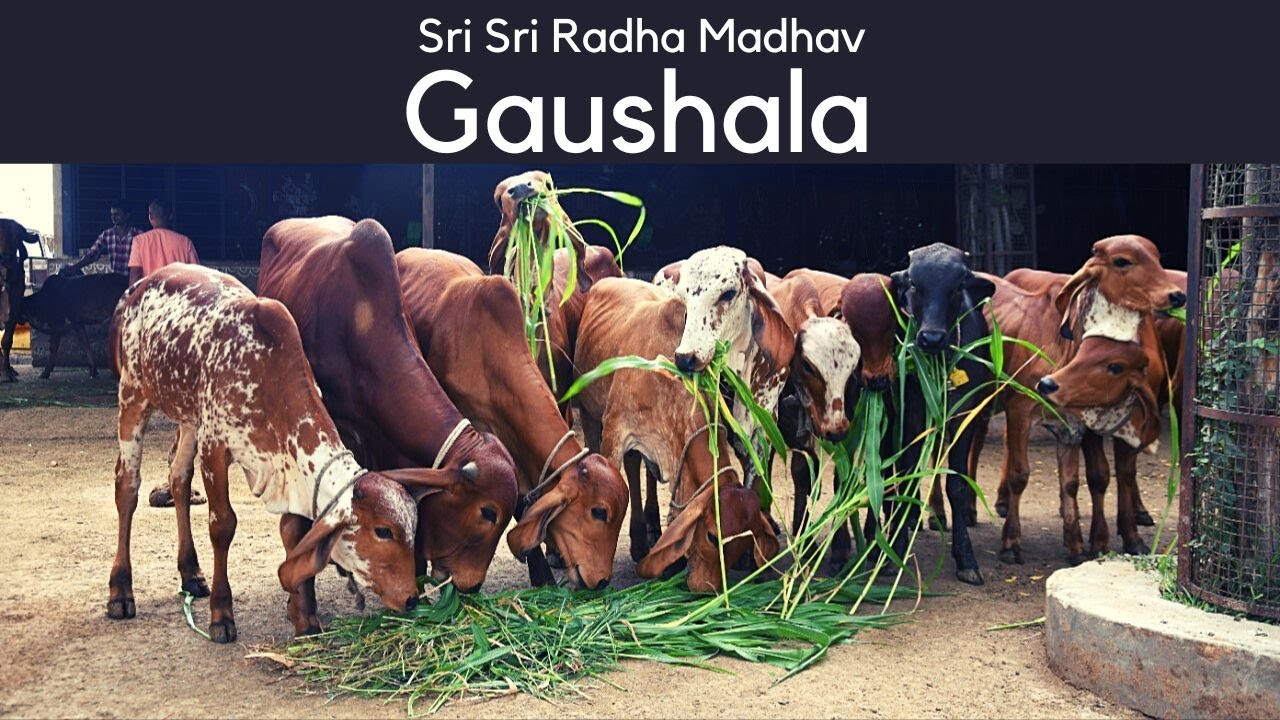 'Why you should spend more time with cows?' | Sri Sri Gaushala | Art of Living