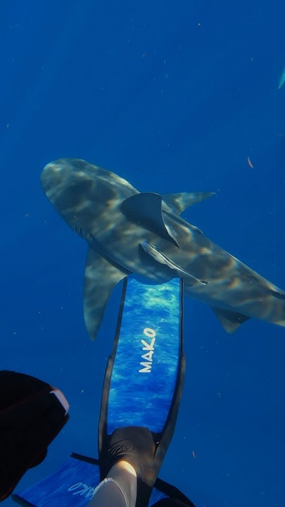WAVING TO BULL SHARKS IS A HABIT 🦈 #shark #bullshark #ocean #shorts