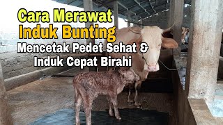 Cara Mencetak Pedet Sehat & Induk Cepat Birahi. (Merawat Induk Bunting)