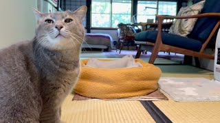 朝ごはんの前に目薬を注して.. おじいちゃんにお願いして.. おばあちゃんにはお願いされてから食べはじめる猫・・・ #cat #保護猫 #野良猫 ＃風の猫＃グレー猫のさっちゃん＃茶トラ猫のチャイ