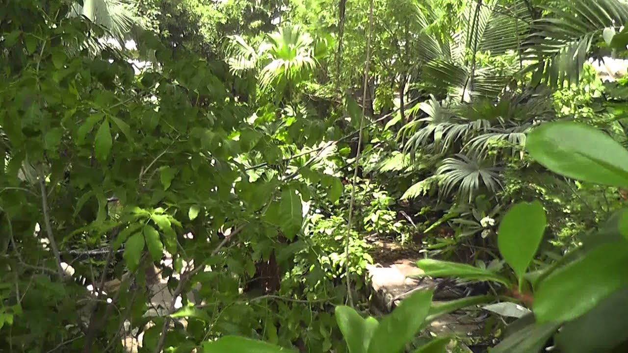 Moody Gardens Plants